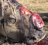 Rhino without horns